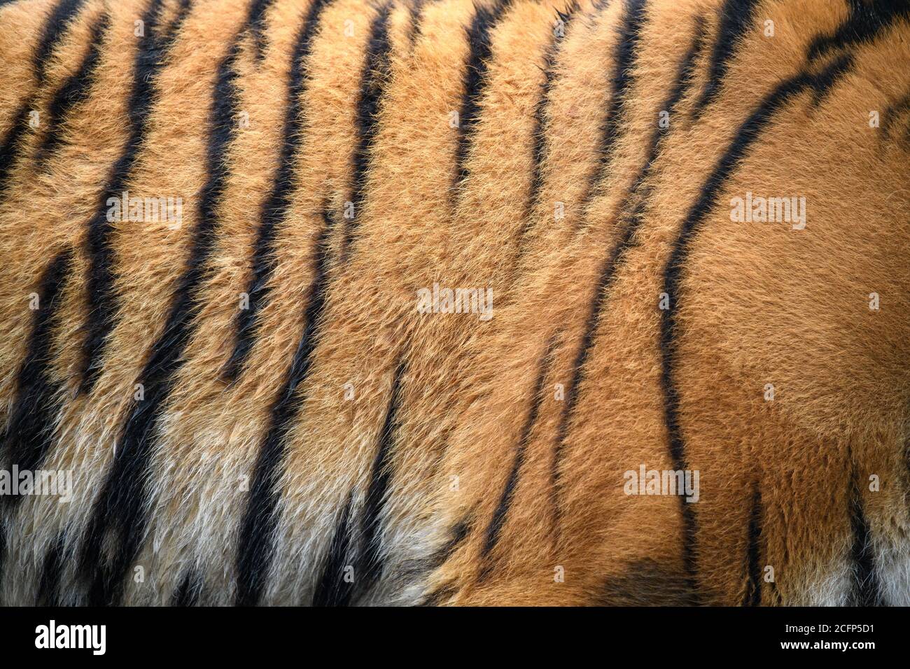 Nahaufnahme echte Tiger Haut Textur. Tigris Fell Hintergrund Textur Bild Hintergrund Stockfoto