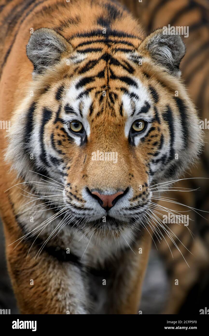 Schöne Nahaufnahme Detail Porträt von großen sibirischen oder Amur tiger Stockfoto