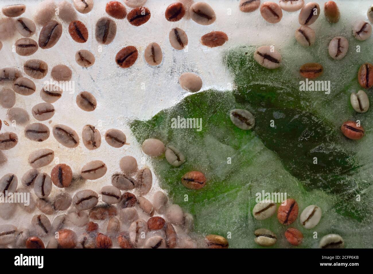 Hintergrund von grünen Blättern von Kaffee und grünen Kaffeebohnen in Eiswürfel mit Luftblasen. Flaches Konsept für Sommerkaffee Stockfoto