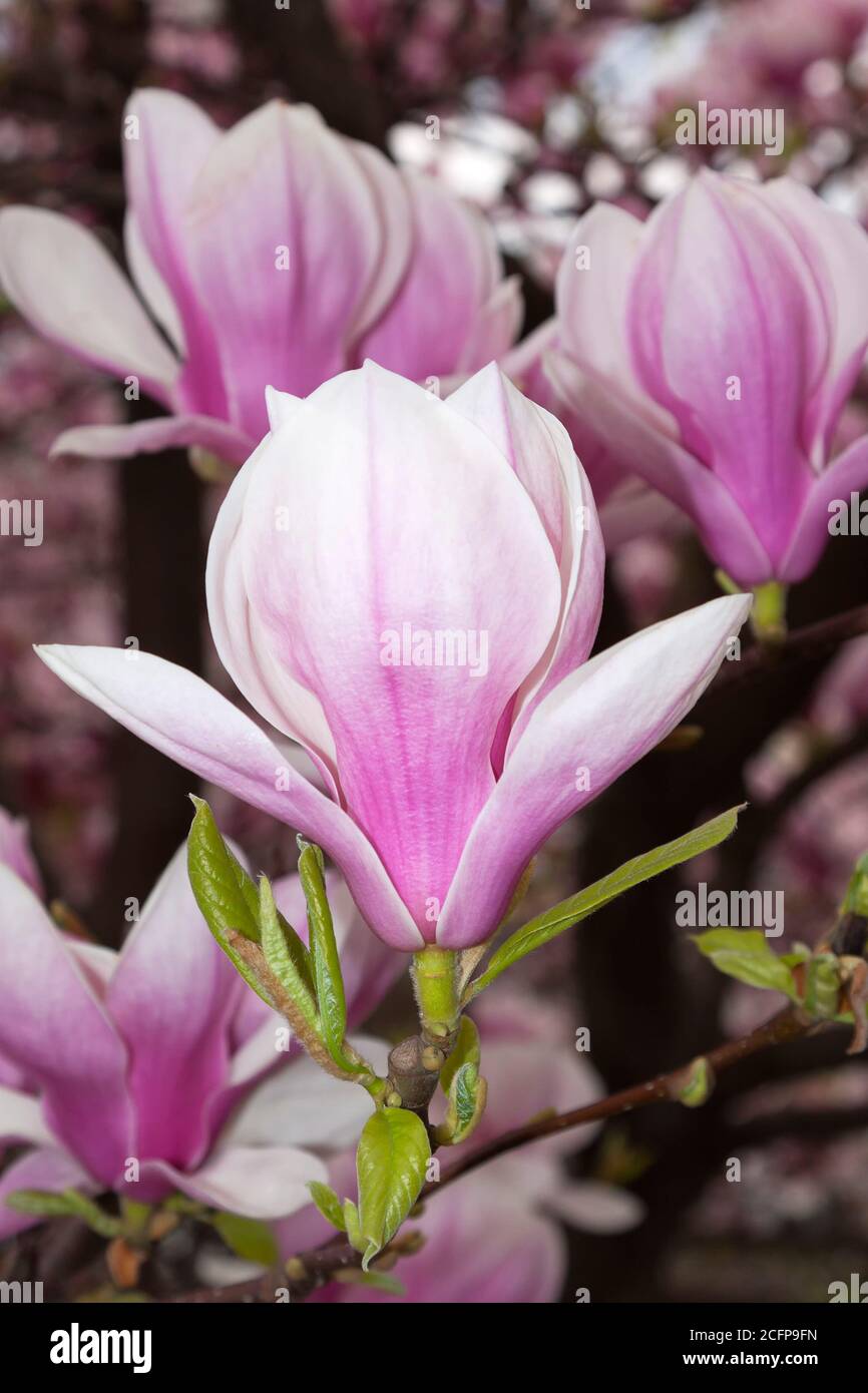Blühende Magnolien, Berlin, Deutschland Stockfoto