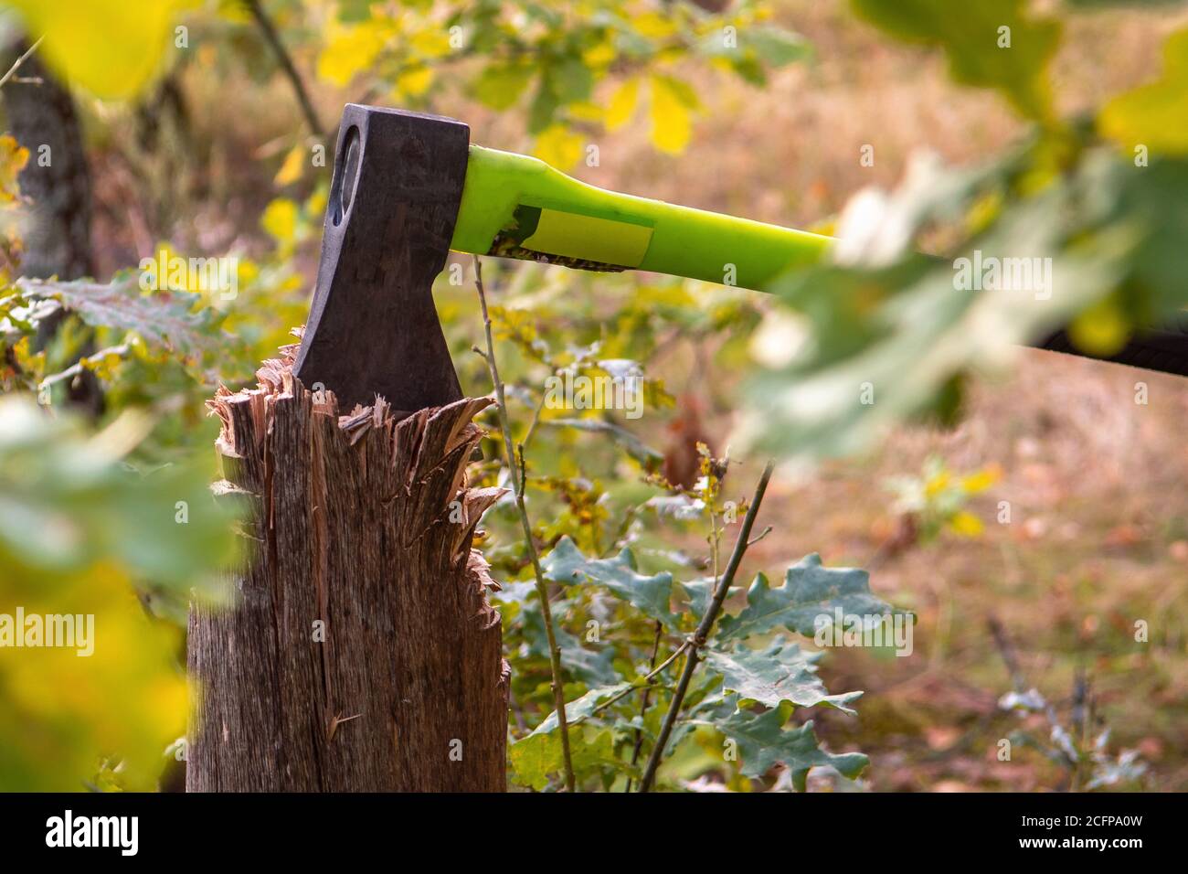 axe im Herbstwald im Stumpf stecken, Holzbearbeitungswerkzeuge, Beil im Baum. Entwaldung Stockfoto