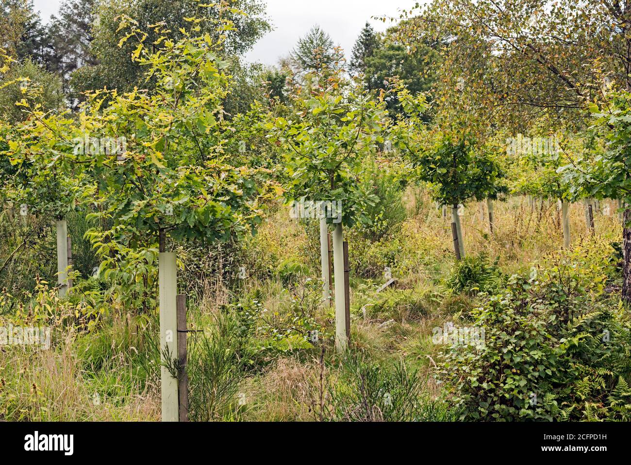 Landschaftsbild von neu gepflanzten Eichen in bewaldeten Plantagen, Angus, Schottland. Stockfoto