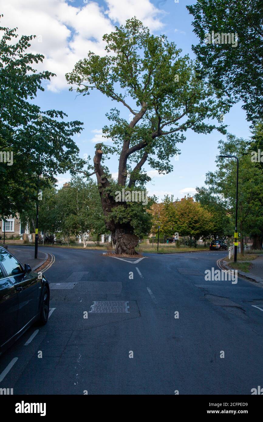 Der Veteran Carlton Road Oak (Quercus robur) oder "Elephant Tree", ein Straßenbaum an der Ecke Carlton und Castlebar Roads, Ealing, London Stockfoto