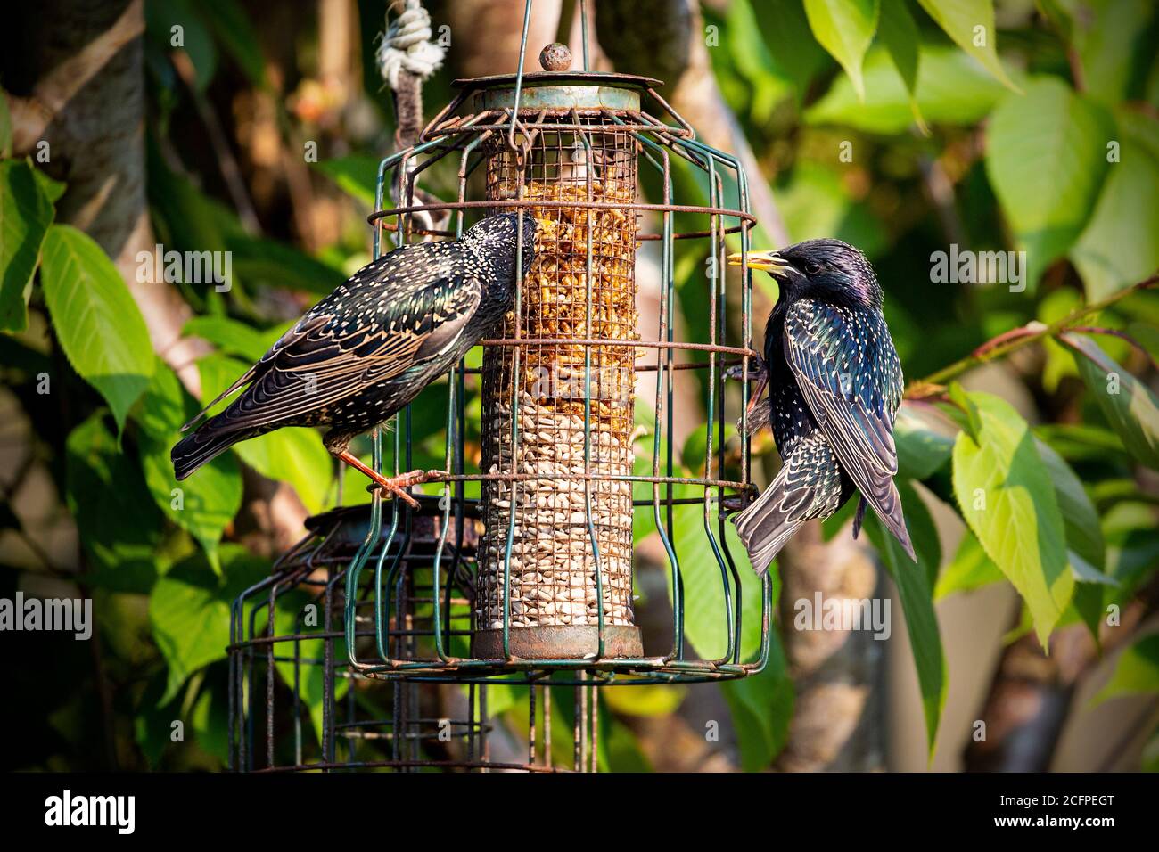 Stare essen von einem Vogelfutterhaus Stockfoto