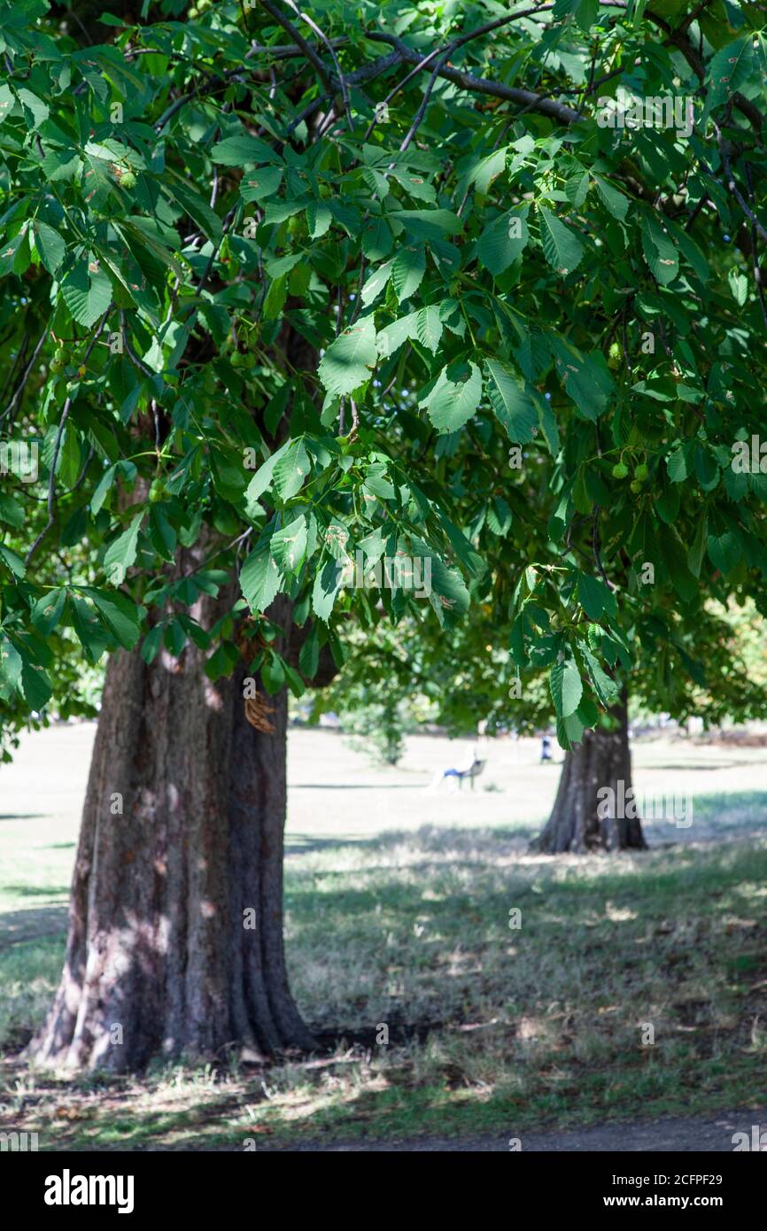 Eine Reihe von Horse Chestnut Bäumen, Ealing Common, London Stockfoto