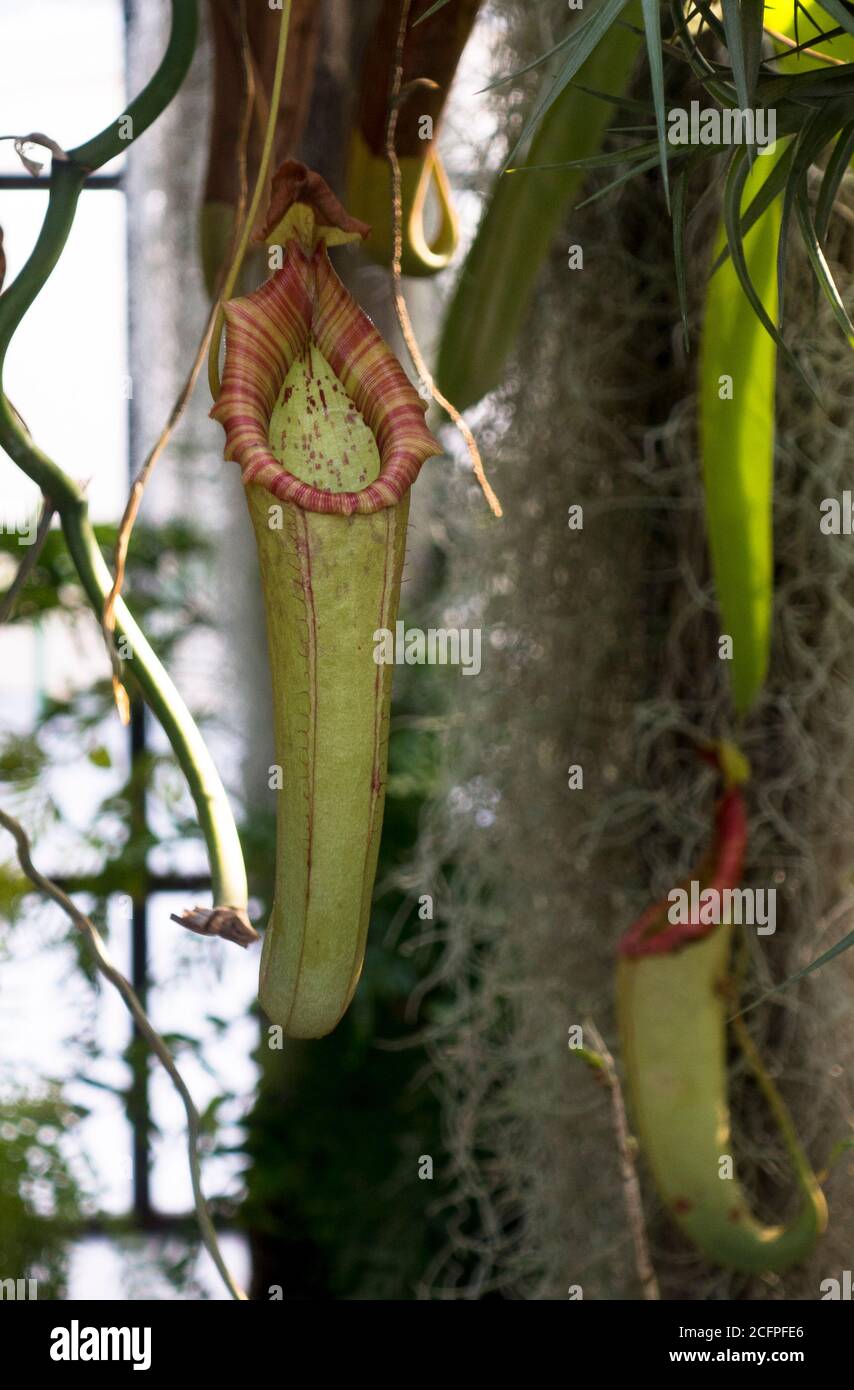 Tropische Krug-Pflanze, Nepenthes sp. In Malaga botanischen Garten. Stockfoto