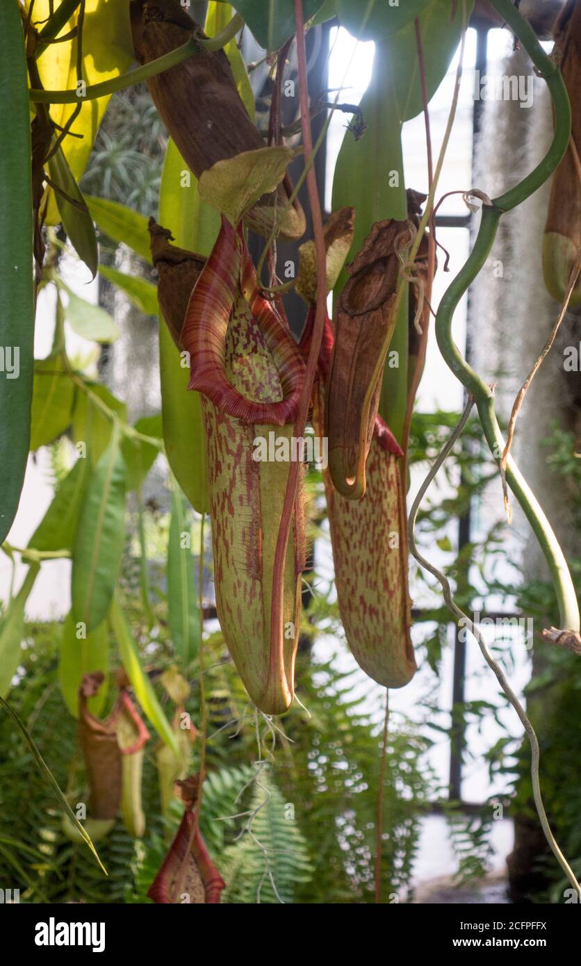 Tropische Krug-Pflanze, Nepenthes sp. In Malaga botanischen Garten. Stockfoto
