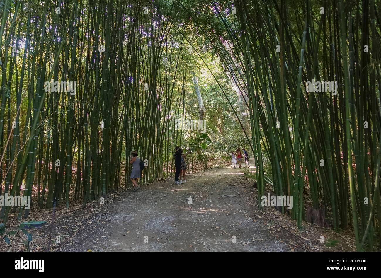 Bambuswald im Botanischen Garten von Malaga, La Concepción, Costa del sol, Andalusien, Spanien. Stockfoto