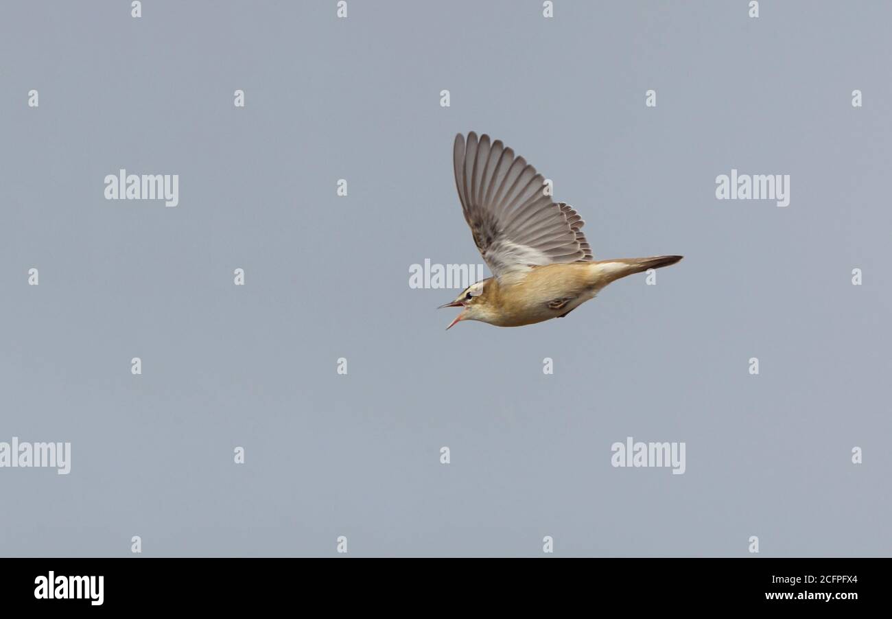 Sedge Warbler (Acrocephalus schoenobaenus), Männchen im Schauflug, Seitenansicht, Dänemark Stockfoto