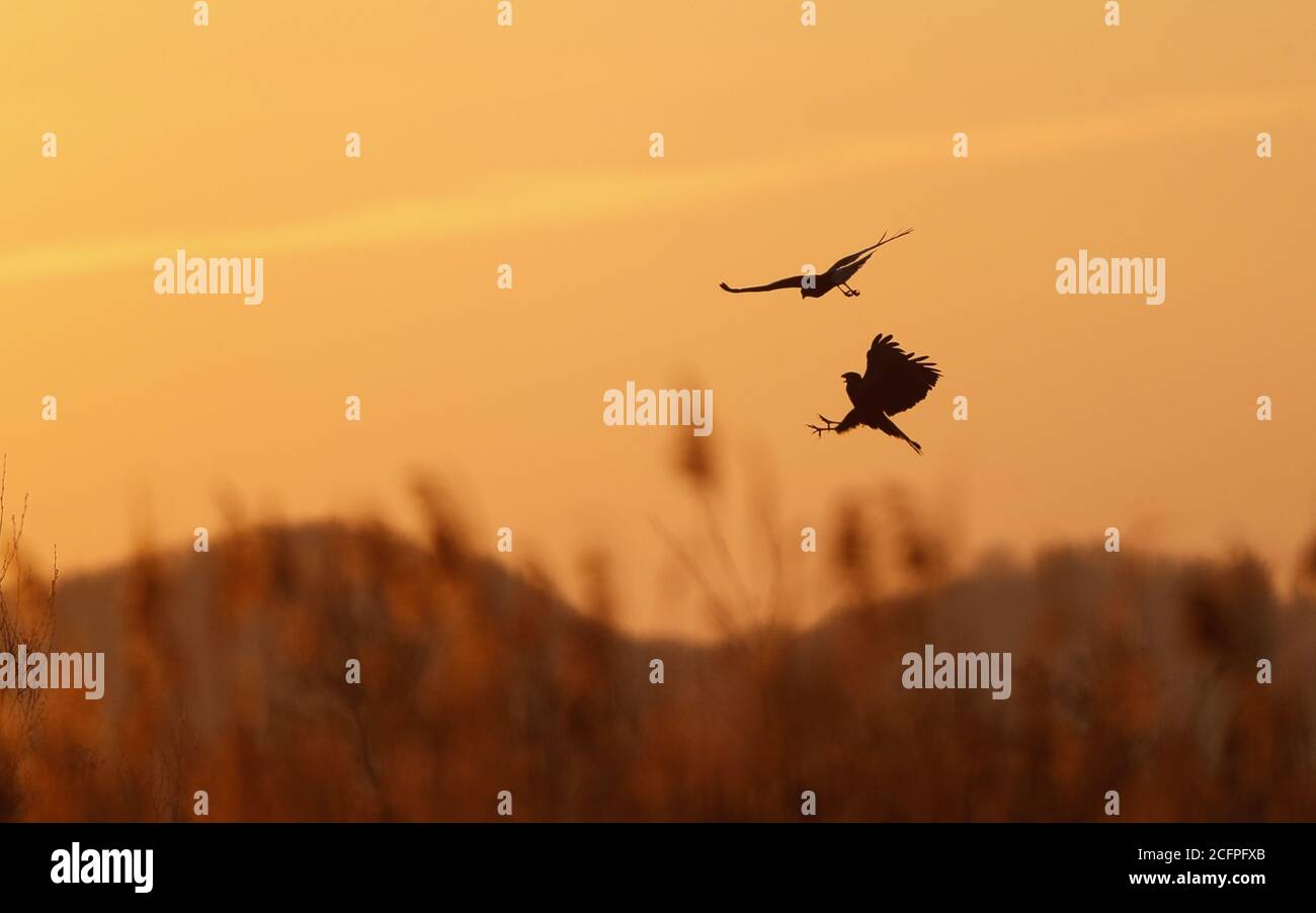 WESTERN Marsh Harrier (Circus aeruginosus), Paar bei Sonnenaufgang, Abgabe von Beute in der Luft, Dänemark, Lille Vildmose Stockfoto