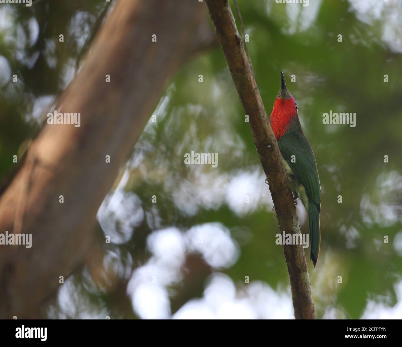 Rotbarige Bienenfresser Nyctyornis Amictus Erwachsene Die Im Baumkronen Sitzen Indonesien Sumatra Way Kambas National Park Stockfotografie Alamy