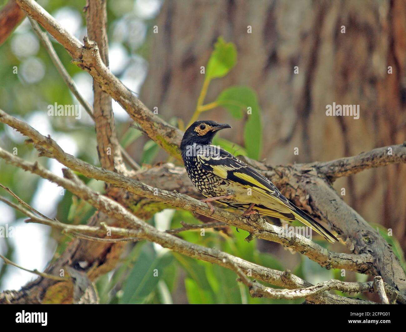 Regent Honeyeater (Xanthomyza phrygia, Anthochaera phrygia), ein vom Aussterben bedrohte Vogel endemisch in Südost-Australien, gilt als Flaggschiff Stockfoto