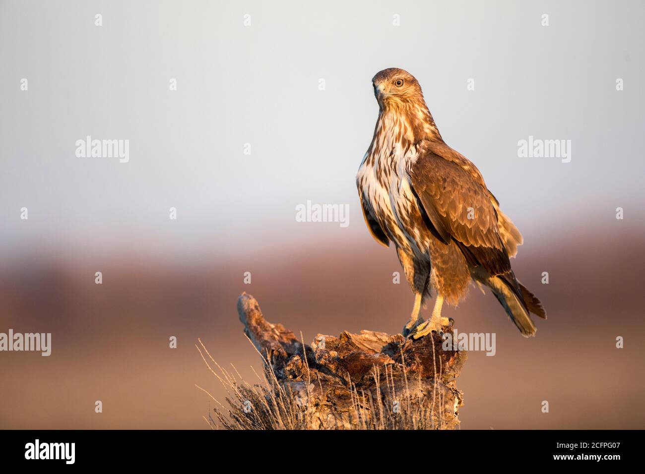 Bussard (Buteo buteo), thront, Italien, Piana fiorentina Stockfoto