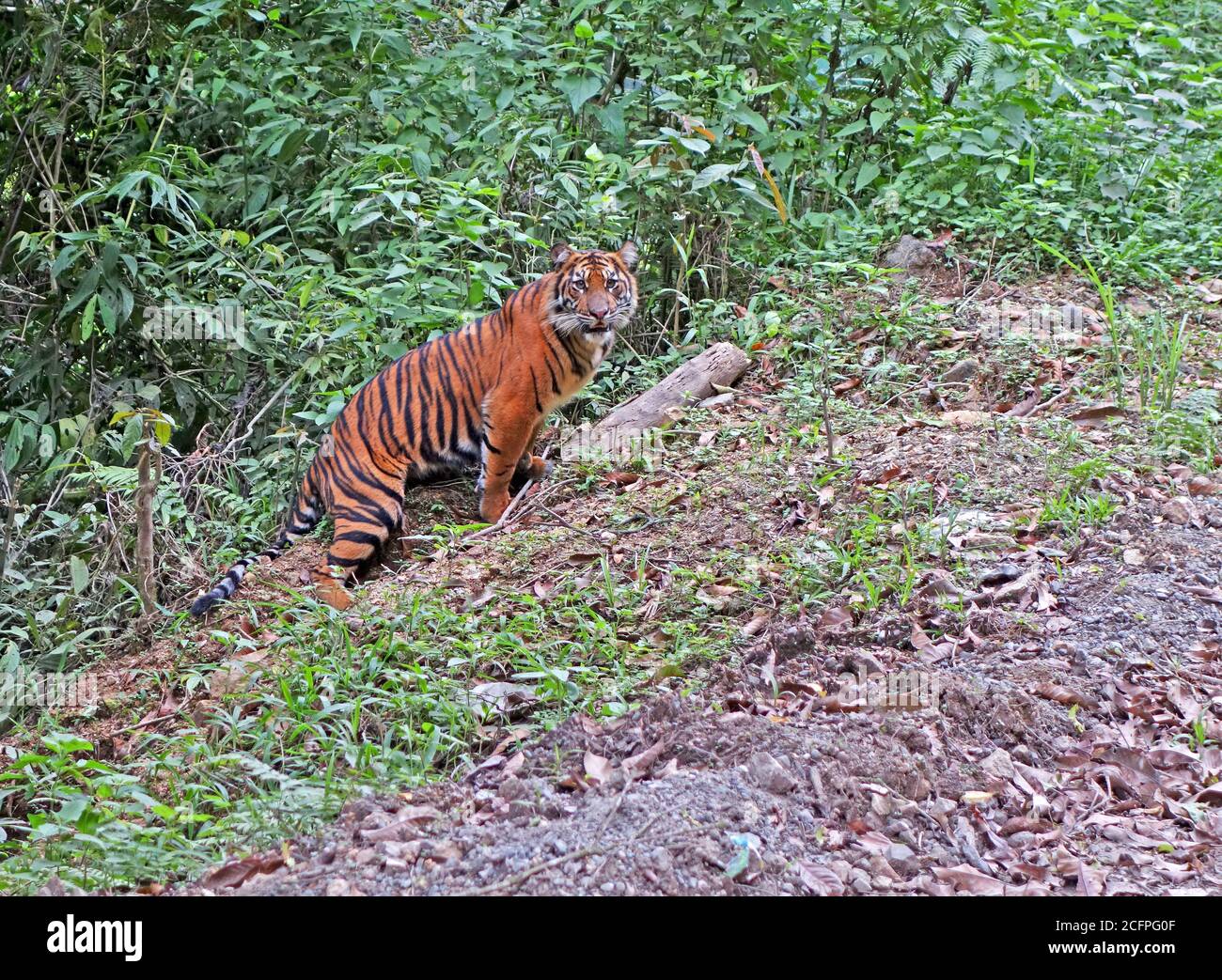 Javanische Tiger (Panthera tigris sondaica), eine vom Aussterben bedrohte Unterart, Indonesien, Sumatra Stockfoto