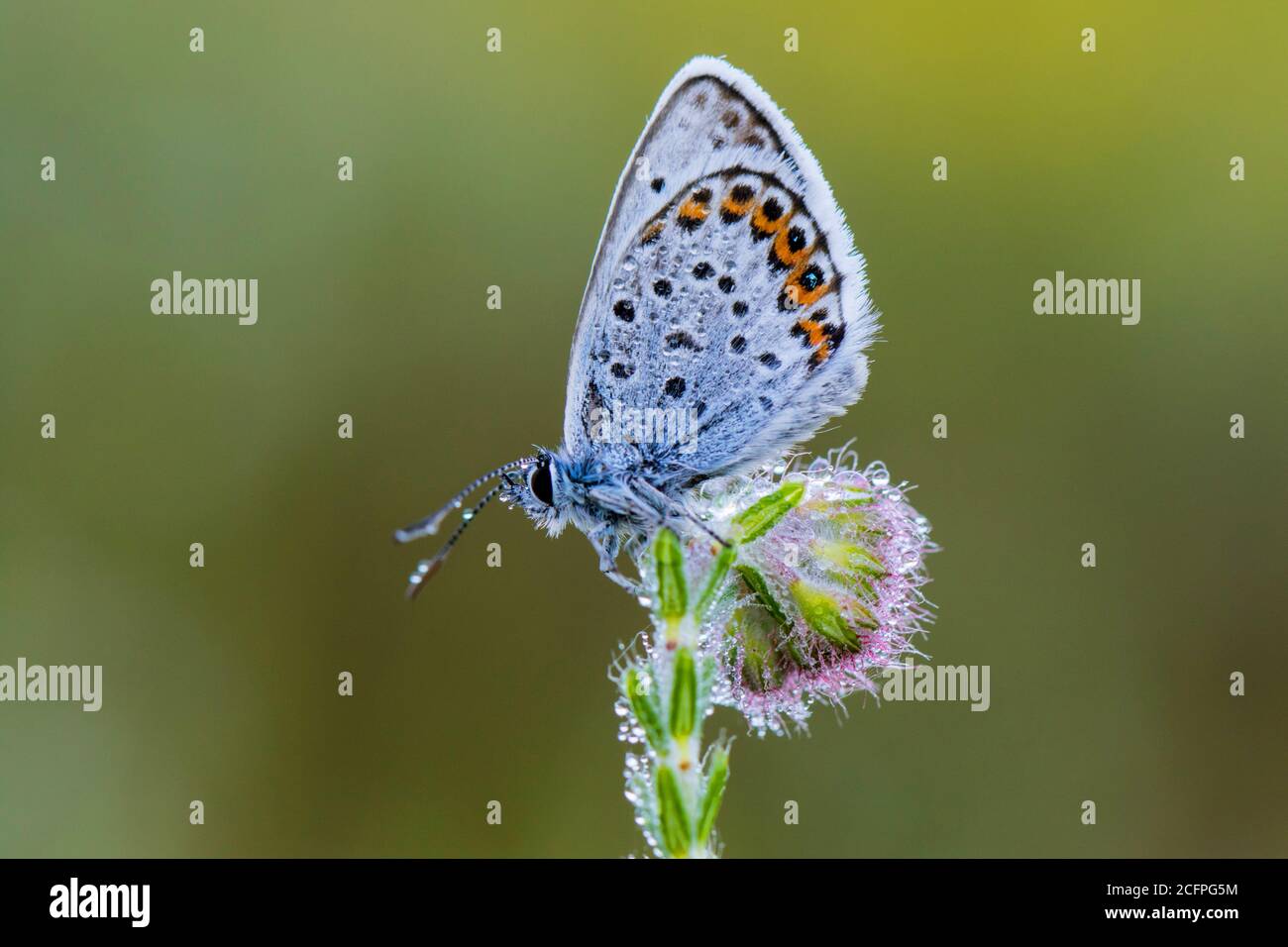 Silberbesetztes Blau (Plebejus argus, Plebeius argus), sitzend auf Blütenstand im Morgentau, Niederlande, Frisia, Delleboersterheide Stockfoto