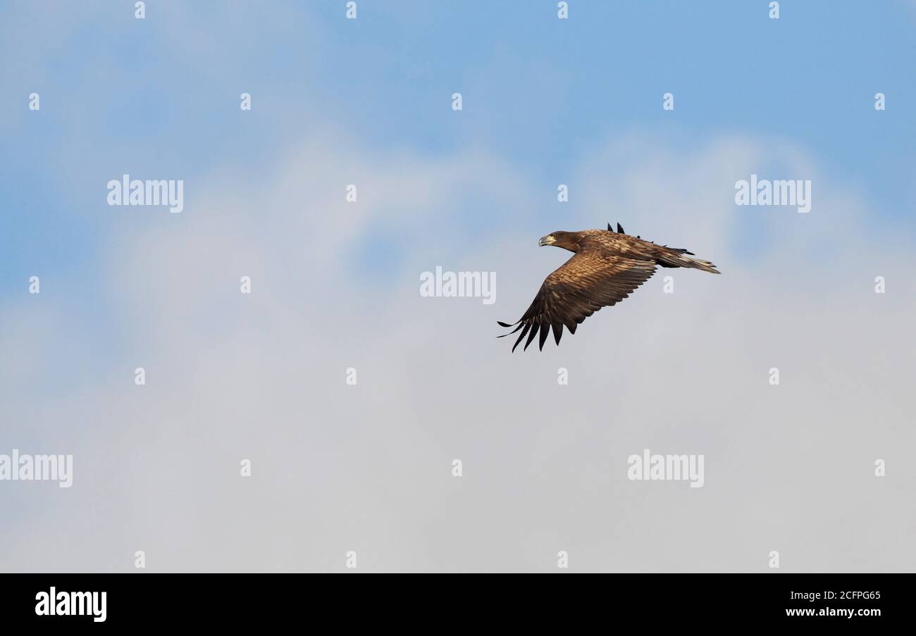 Seeadler (Haliaeetus albicilla), Jugendlicher im Flug, von der Seite gesehen, zeigt oberen Flügel, Dänemark Stockfoto