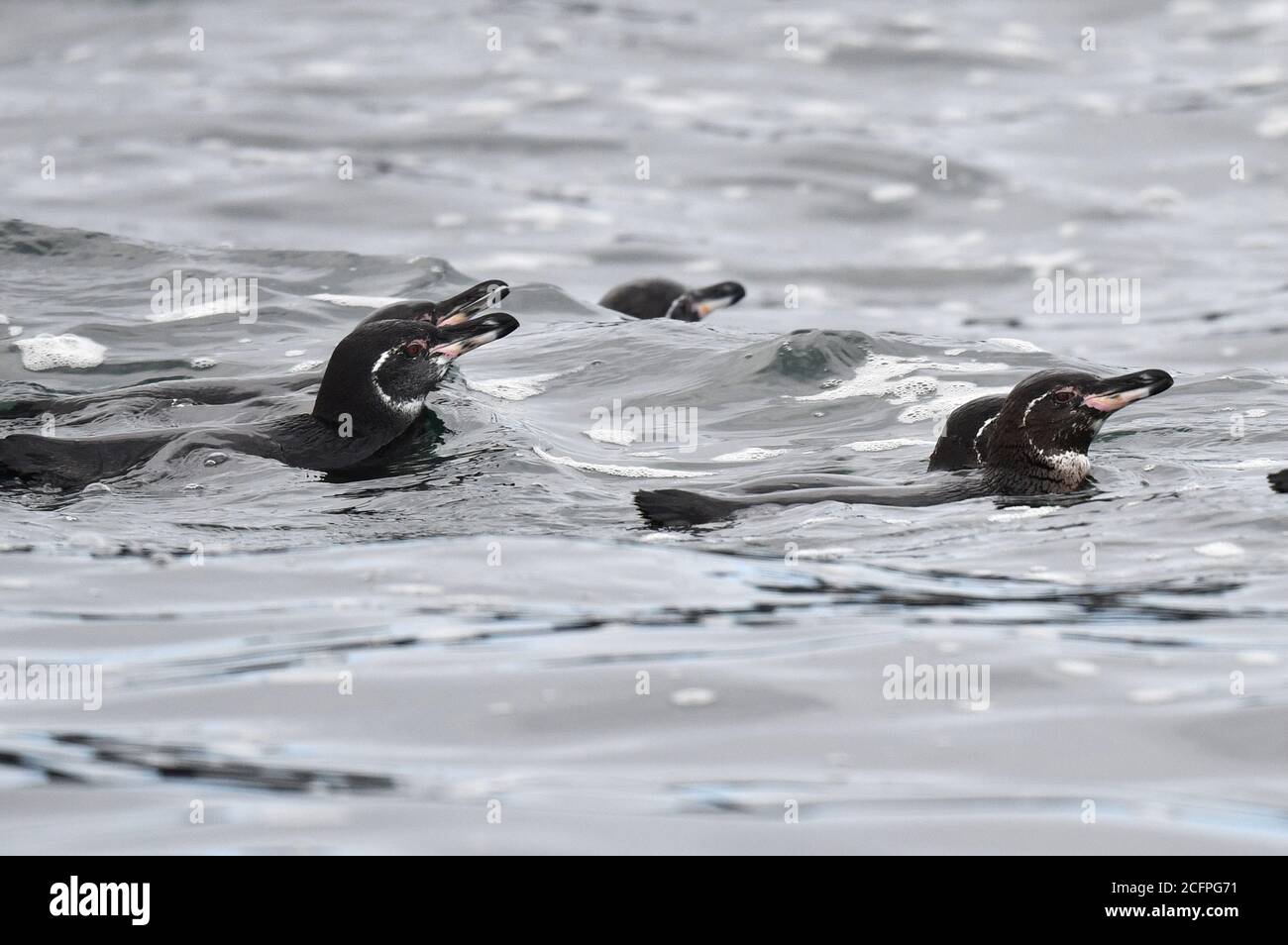 Galapagos-Pinguin (Spheniscus mendiculus), Gruppe von Galapagos-Pinguinen, die im Meer schwimmen, Ecuador, Galapagos-Inseln Stockfoto