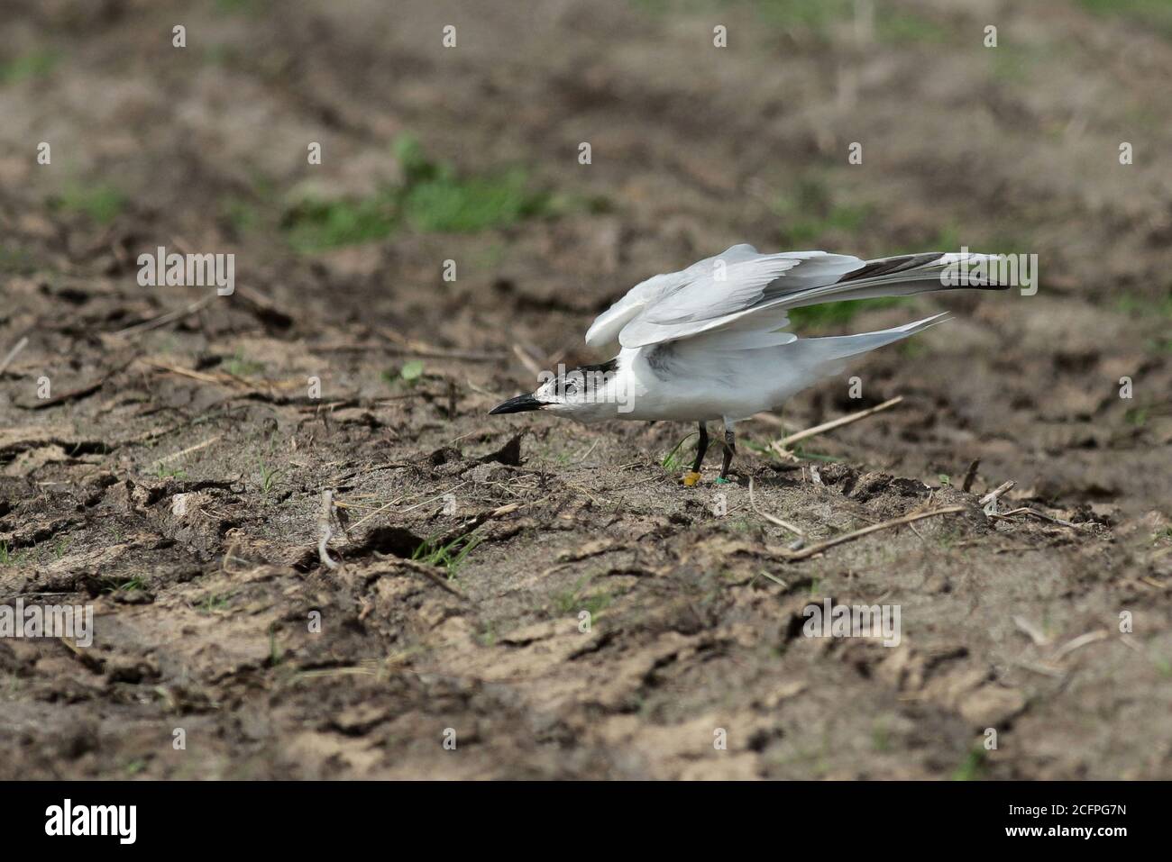 Möwenschnabelseeschwalbe (Gelochelidon nilotica, Sterna nilotica), drittes Kalenderjahr (zweiter Sommer) Möwenschnabelseeschwalbe, gebändertes Individuum gesehen von der Stockfoto