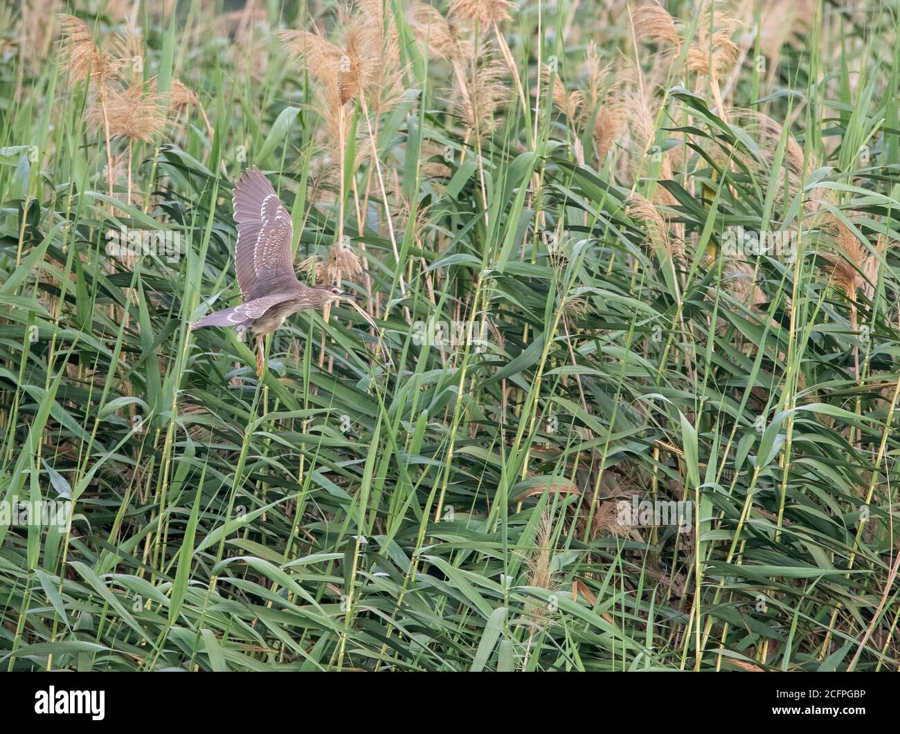 Schwarzkronenreiher (Nycticorax nycticorax), zweites Kalenderjahr Schwarzkronenreiher, der über dem Küstensumpfgebiet, Zypern, fliegt Stockfoto