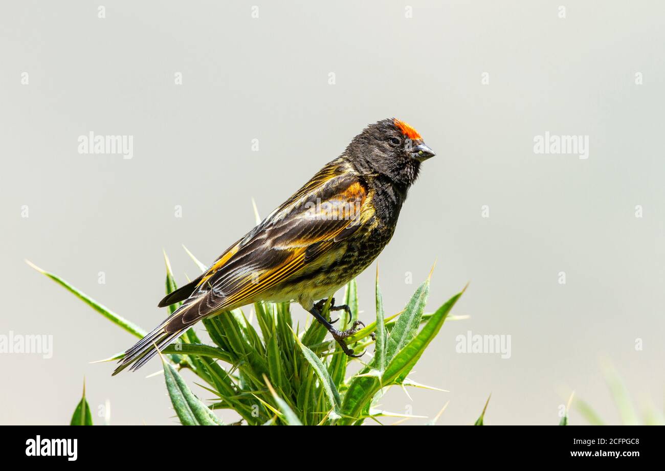 Rotstirnserin (Serinus pusillus), Männchen auf einer stacheligen Pflanze, Seitenansicht, Asien Stockfoto