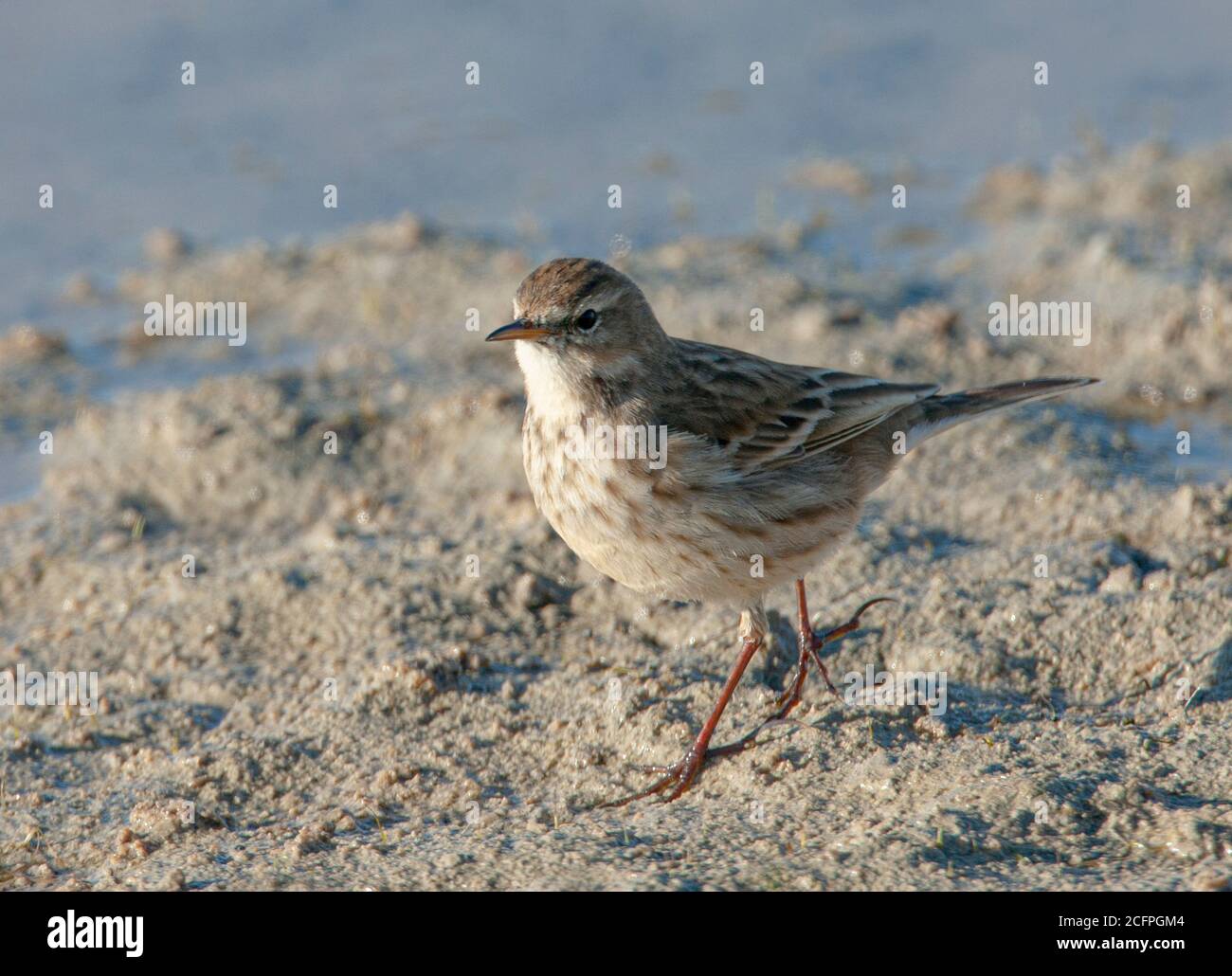 Östliche Wassergrube (Anthus spinoletta coutellii, Anthus coutellii), im Winter Gefieder, Iran, Golestan Stockfoto