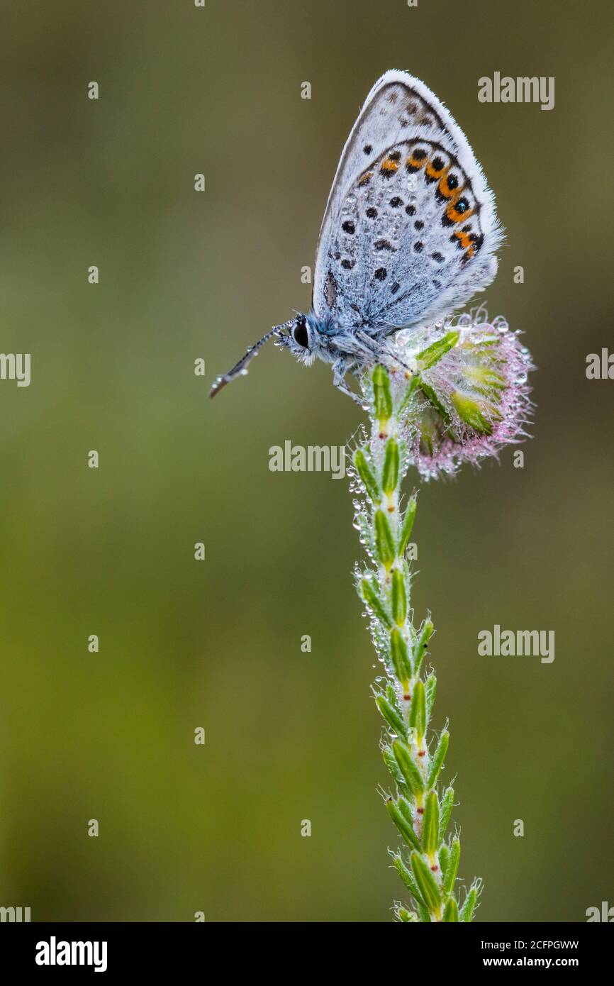 Silberbesetztes Blau (Plebejus argus, Plebeius argus), sitzend auf Blütenstand im Morgentau, Niederlande, Frisia, Delleboersterheide Stockfoto