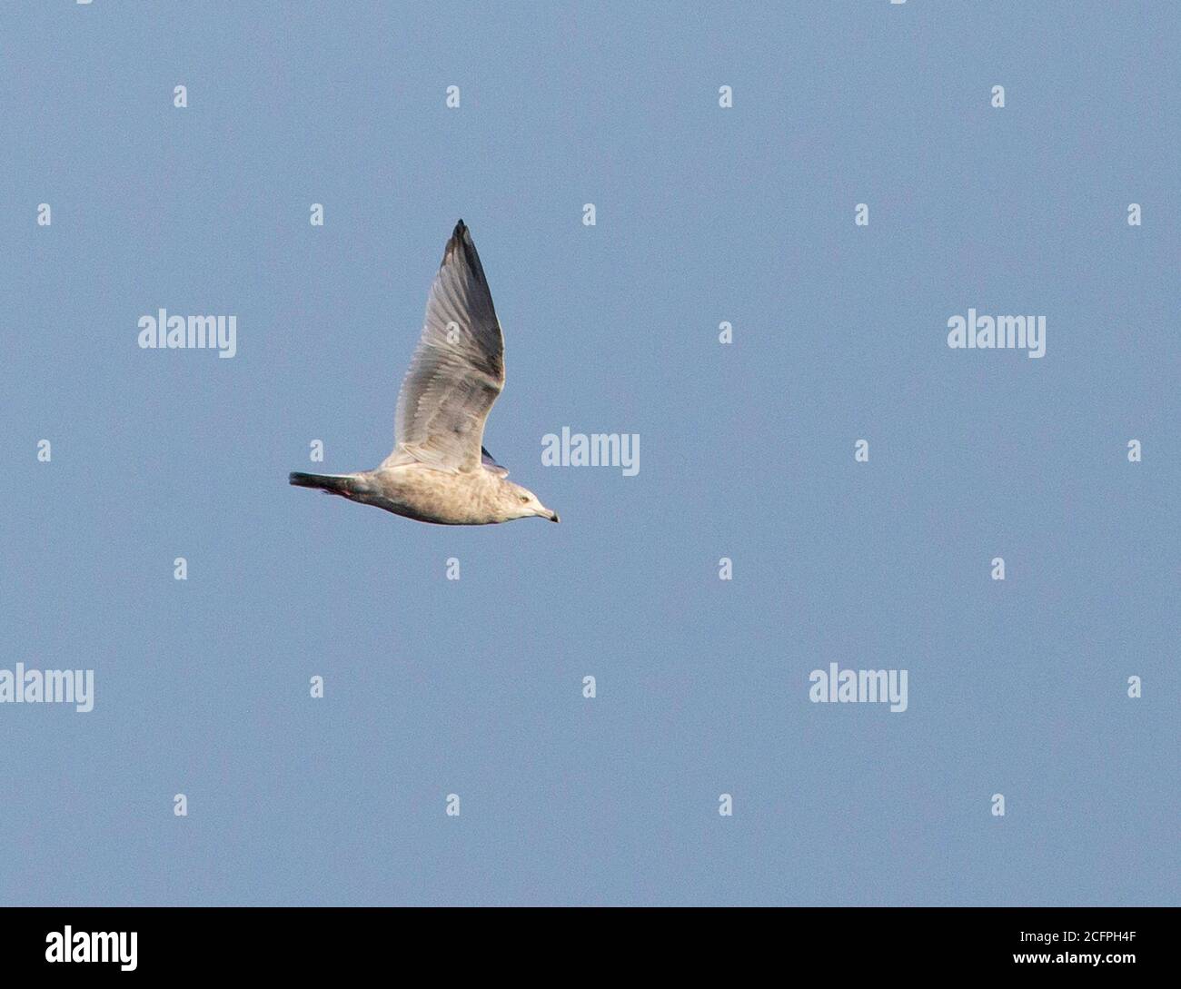 Amerikanische Heringsmöwe (Larus smithsonianus), dritter Winter im Flug mit Unterflügel, USA Stockfoto