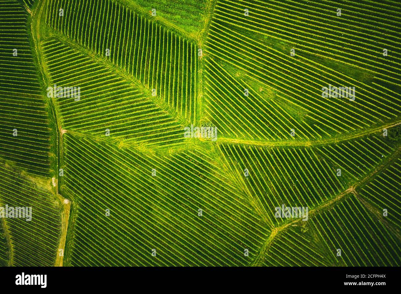 Luftaufnahme auf Reihen von Weinreben Weinberg Südsteiermark , Österreich Stockfoto
