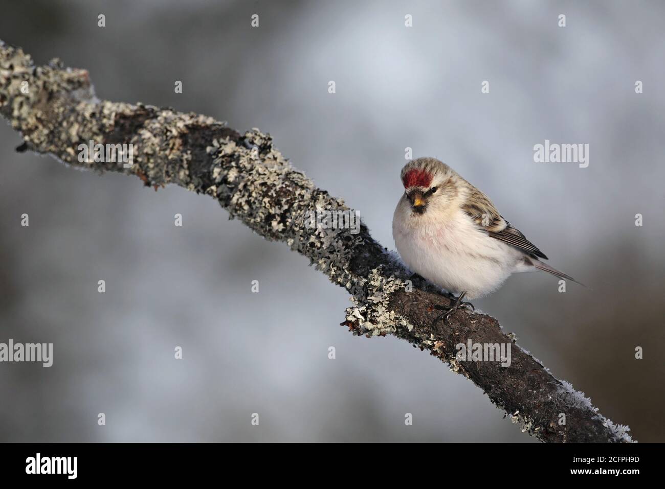 arctic redpoll, hory redpoll (Carduelis hornemanni exilipes, Acanthis hornemanni exilipes), auf einem Zweig gehockt, Finnland, Kaamanen Stockfoto