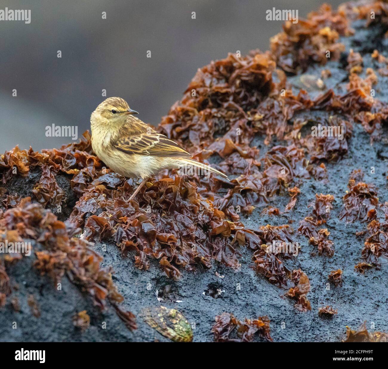 Antipodes Island Pipit (Anthus novaeseelandiae steindachneri, Anthus steindachneri), auf einem Felsen mit Algen, endemische Unterart zu Stockfoto