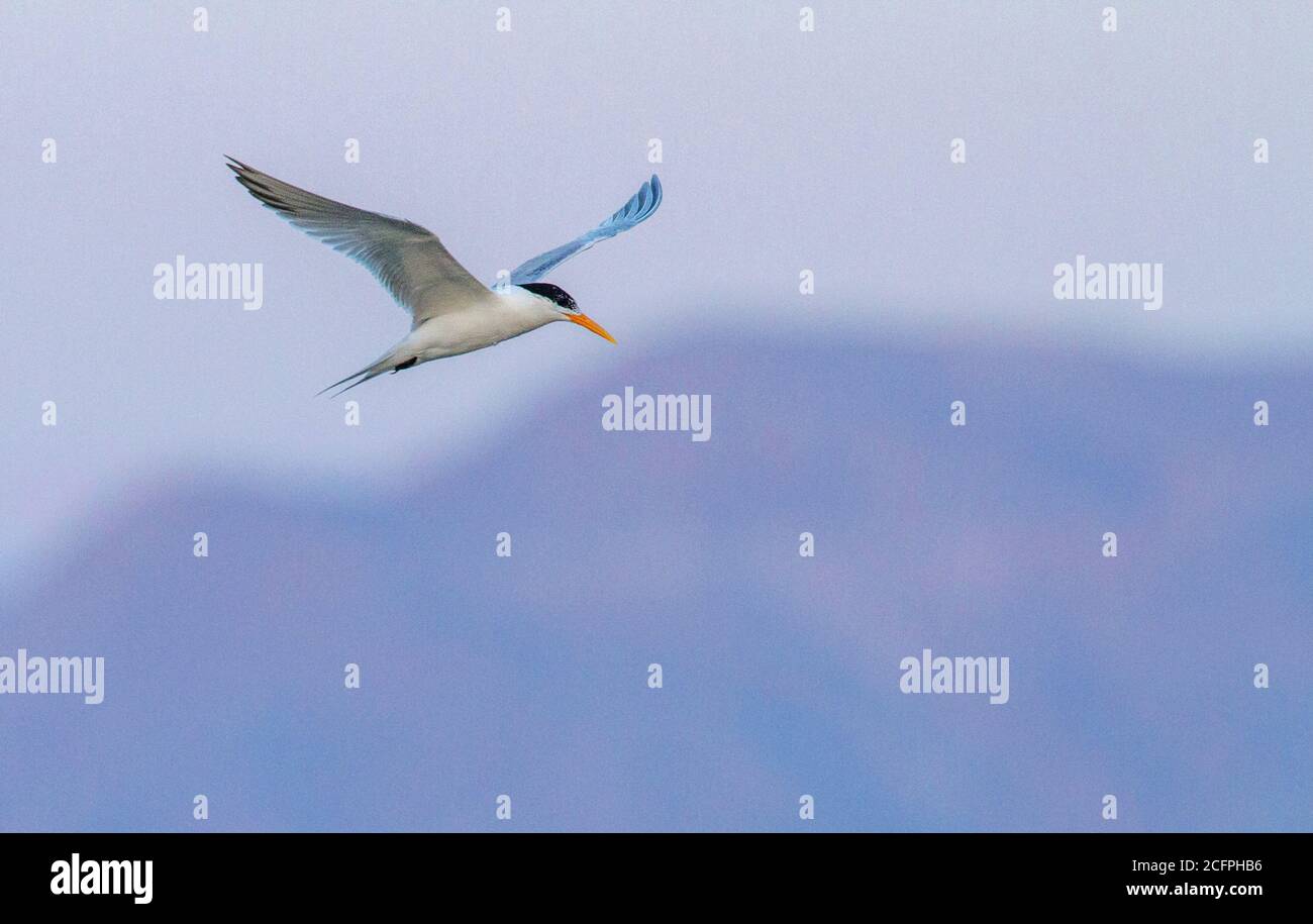 Zwergseeschwalbe (Thalasseus bengalensis, Sterna bengalensis), Erwachsene Sommerschnecke, die über dem Roten Meer fliegt, Israel, Eilat Stockfoto