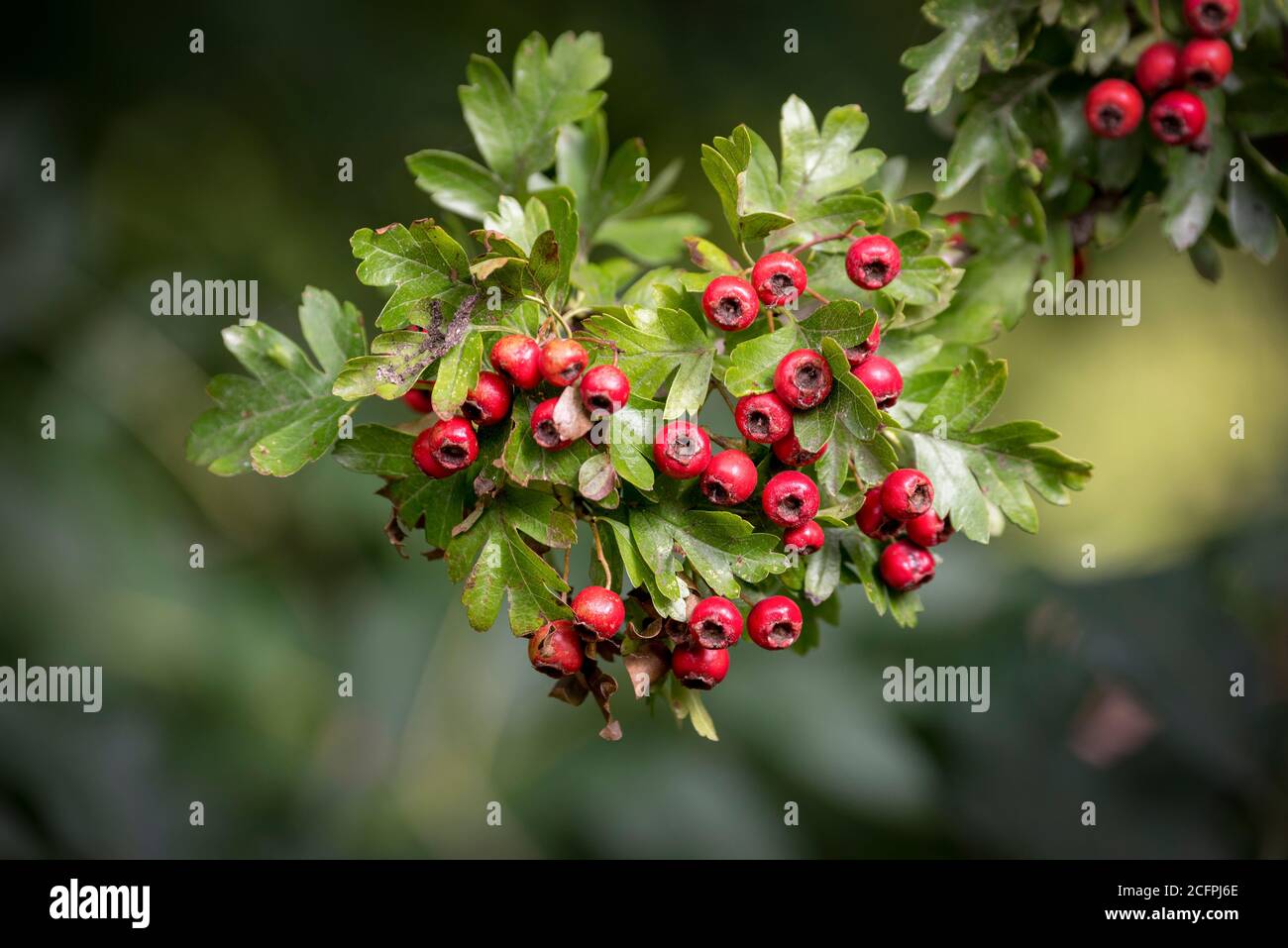 Rote Beeren auf Weißdornbusch. Quickthorn oder May Tree Stockfoto