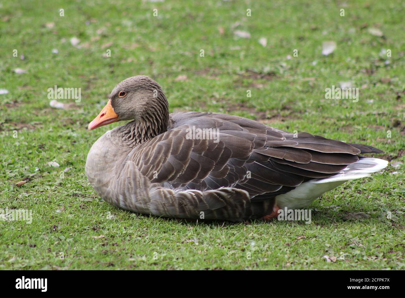 Sitzende Ente Auf Grünem Gras, England Stockfoto