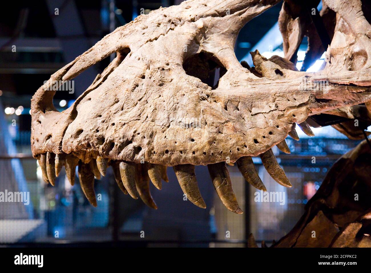 Tyrannosaurus rex Skelett, vor 67 Millionen Jahren, USA. Stockfoto