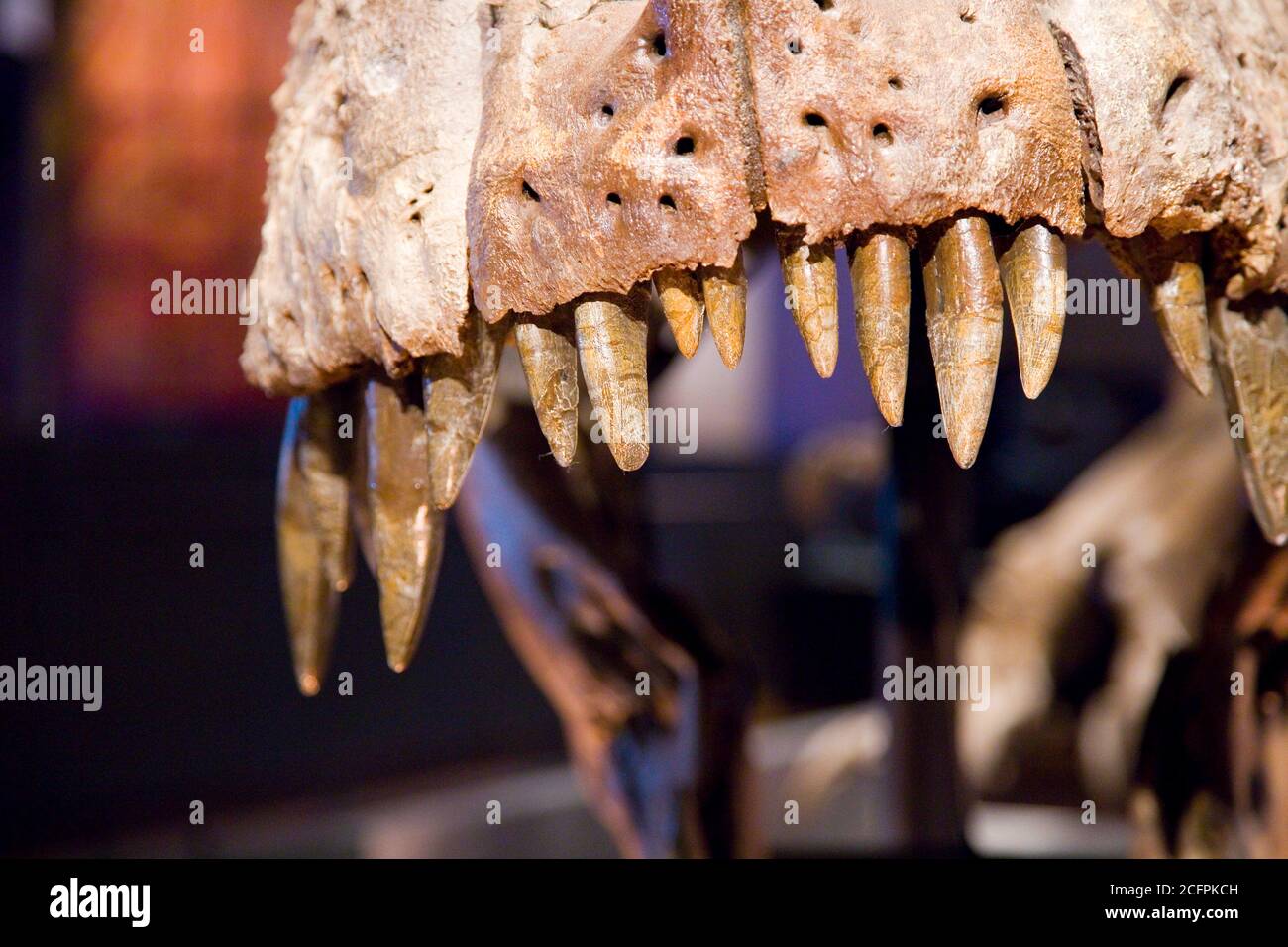 Tyrannosaurus rex Skelett, vor 67 Millionen Jahren, USA. Stockfoto