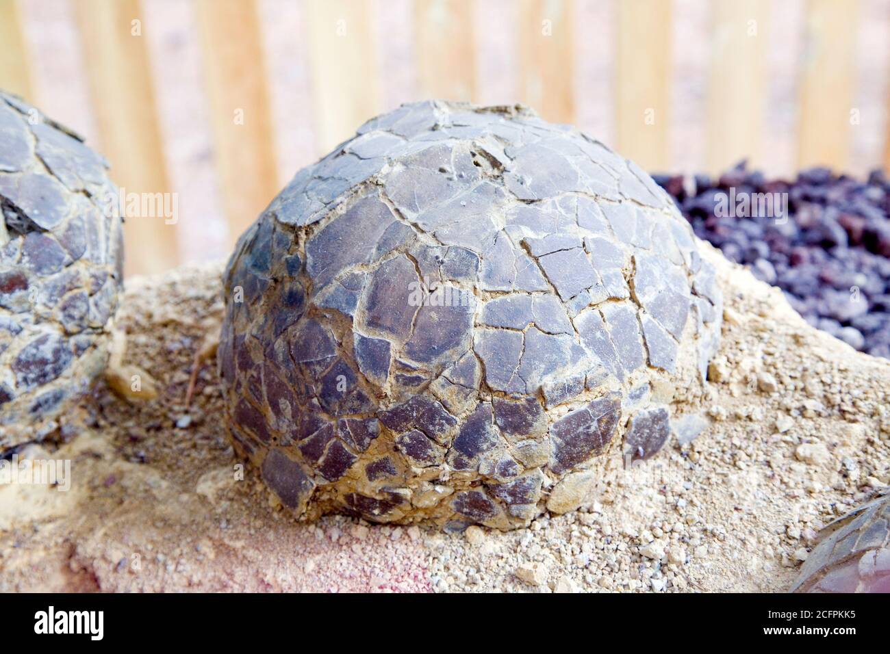 Sauropoden Dinosaurier Eier, Jurassic, Frankreich. Stockfoto