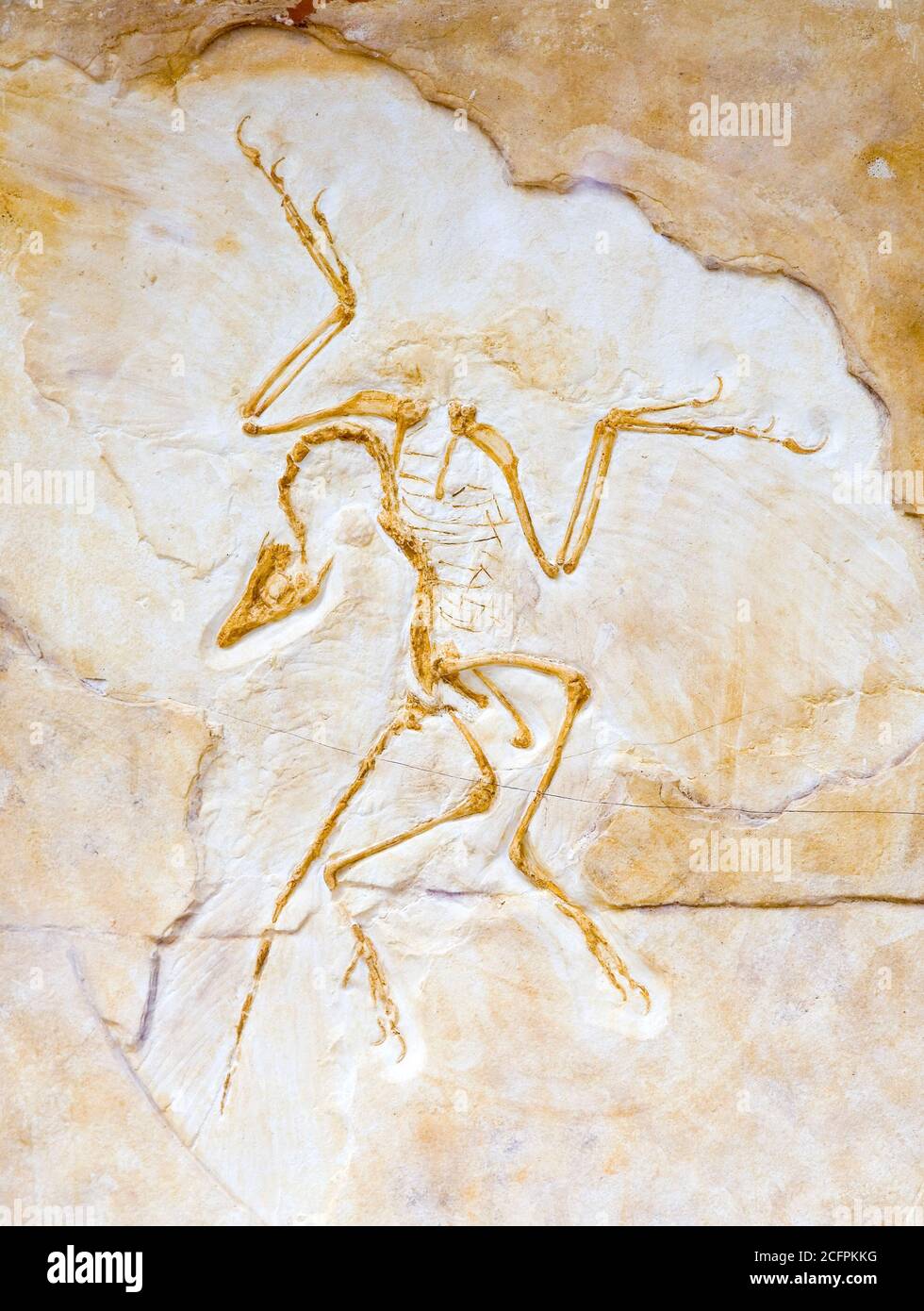 Archaeopteryx lithographica, Oberjurassic, Solnhofen, Deutschland. Stockfoto