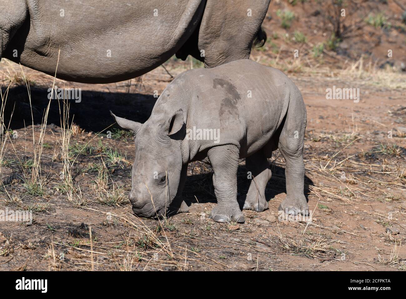 Rhino in Pilanesberg Game Reserve, Südafrika Stockfoto