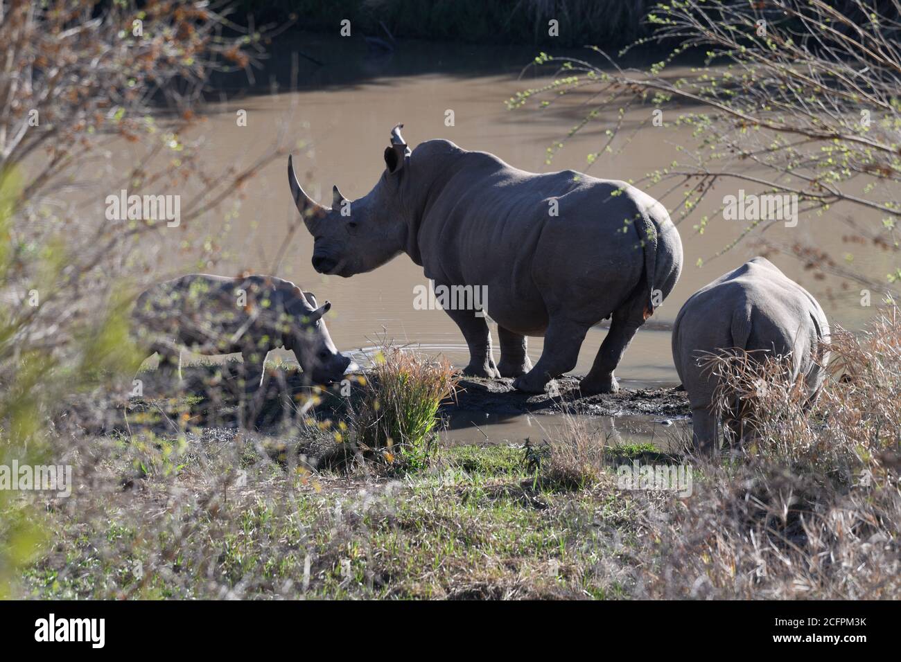 Rhino in Pilanesberg Game Reserve, Südafrika Stockfoto