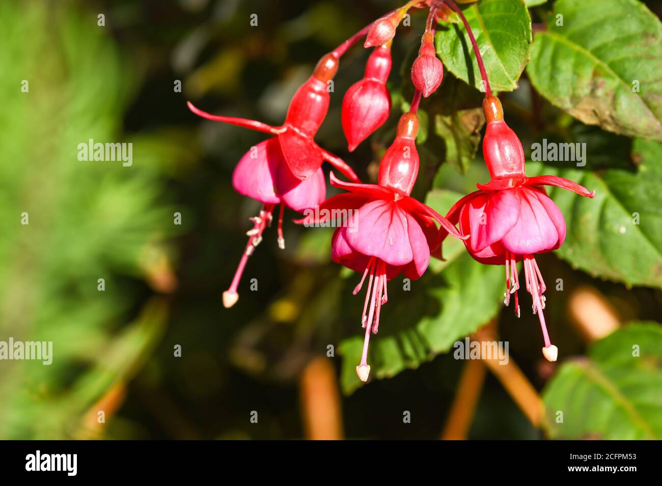 Fuchsia Pflanze in voller Blüte im britischen Garten. Fuchsia ist eine Gattung von blühenden Pflanzen, die meist aus Sträuchern oder kleinen Bäumen besteht. Fuchsia triphylla, Stockfoto