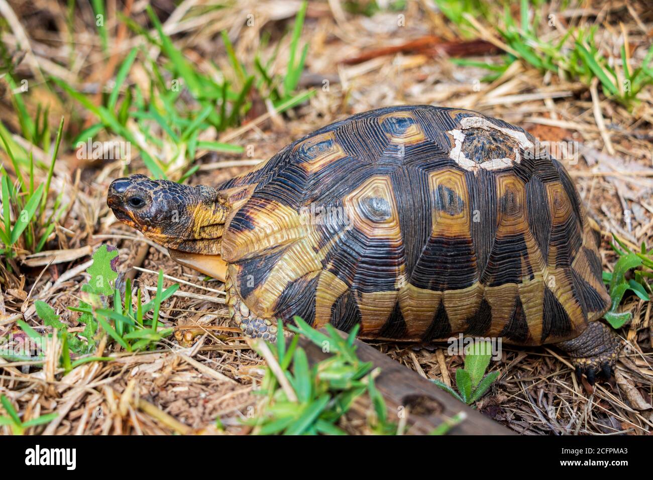 Schildkröte im Gras im Kirstenbosch Botanischen Garten in Kapstadt. Stockfoto