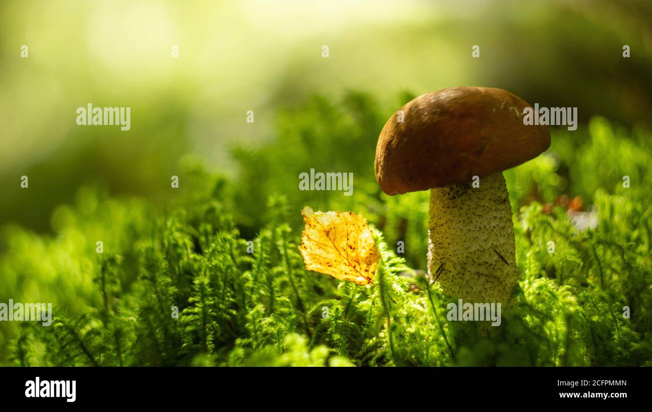 Hd Pilz Stockfotos Und Bilder Kaufen Alamy