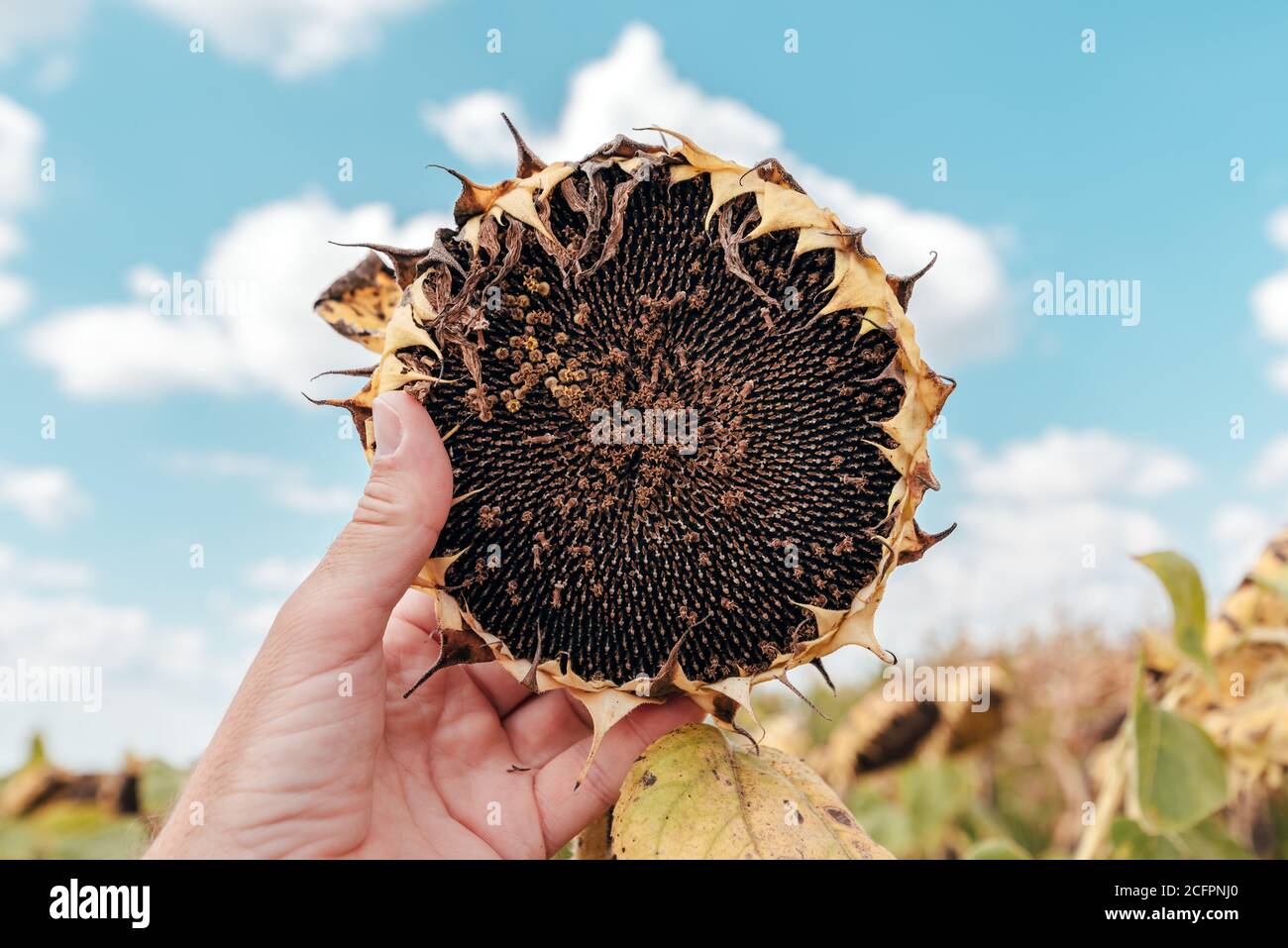 Landwirt Prüfung reife Sonnenblume Kopf im Feld, kurz vor der Ernte der Kulturen Stockfoto