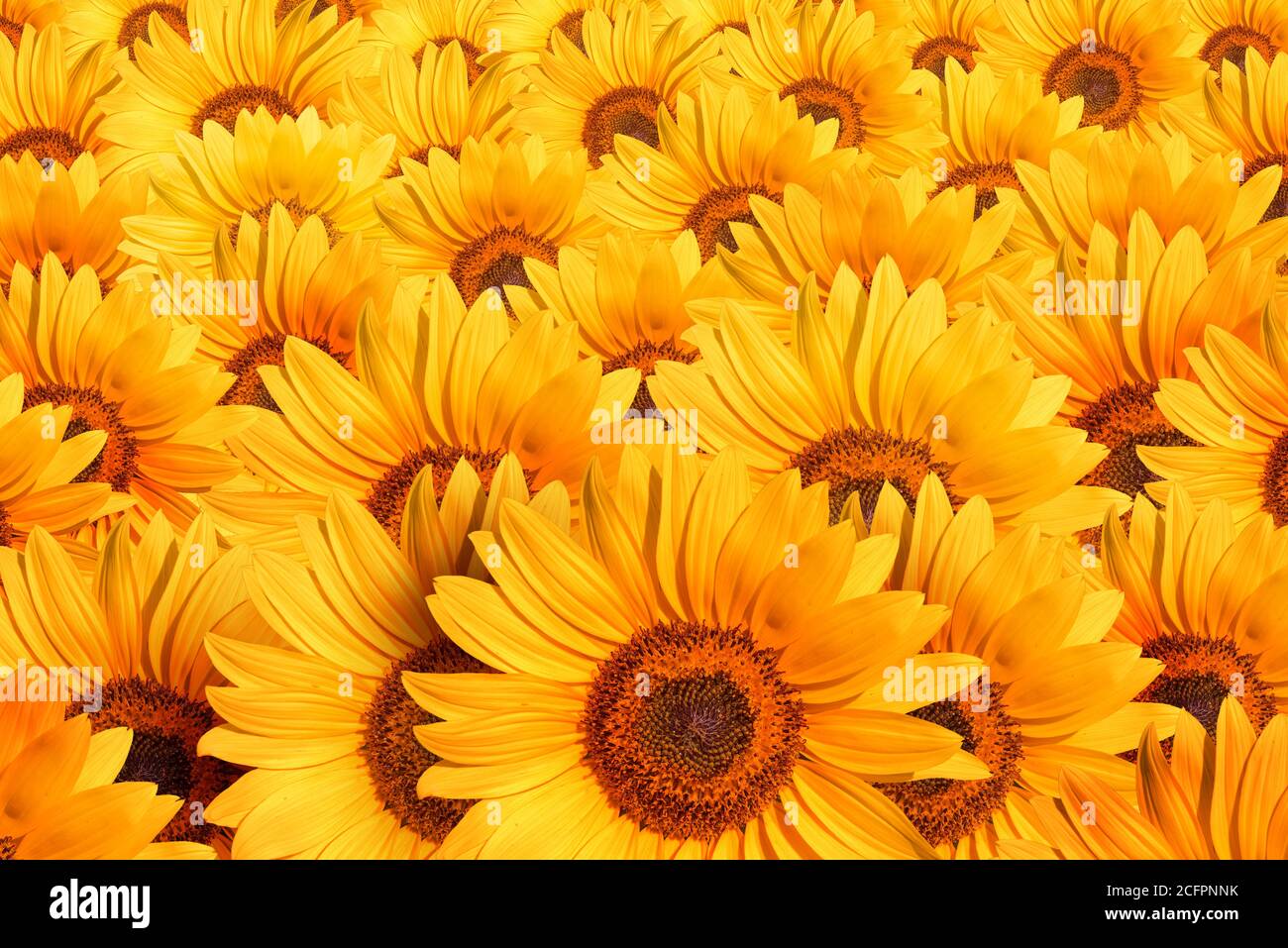 Sonnenblumenfeld, schöne gelbe gemeinsame Sonnenblumenköpfe bilden ein Muster Stockfoto