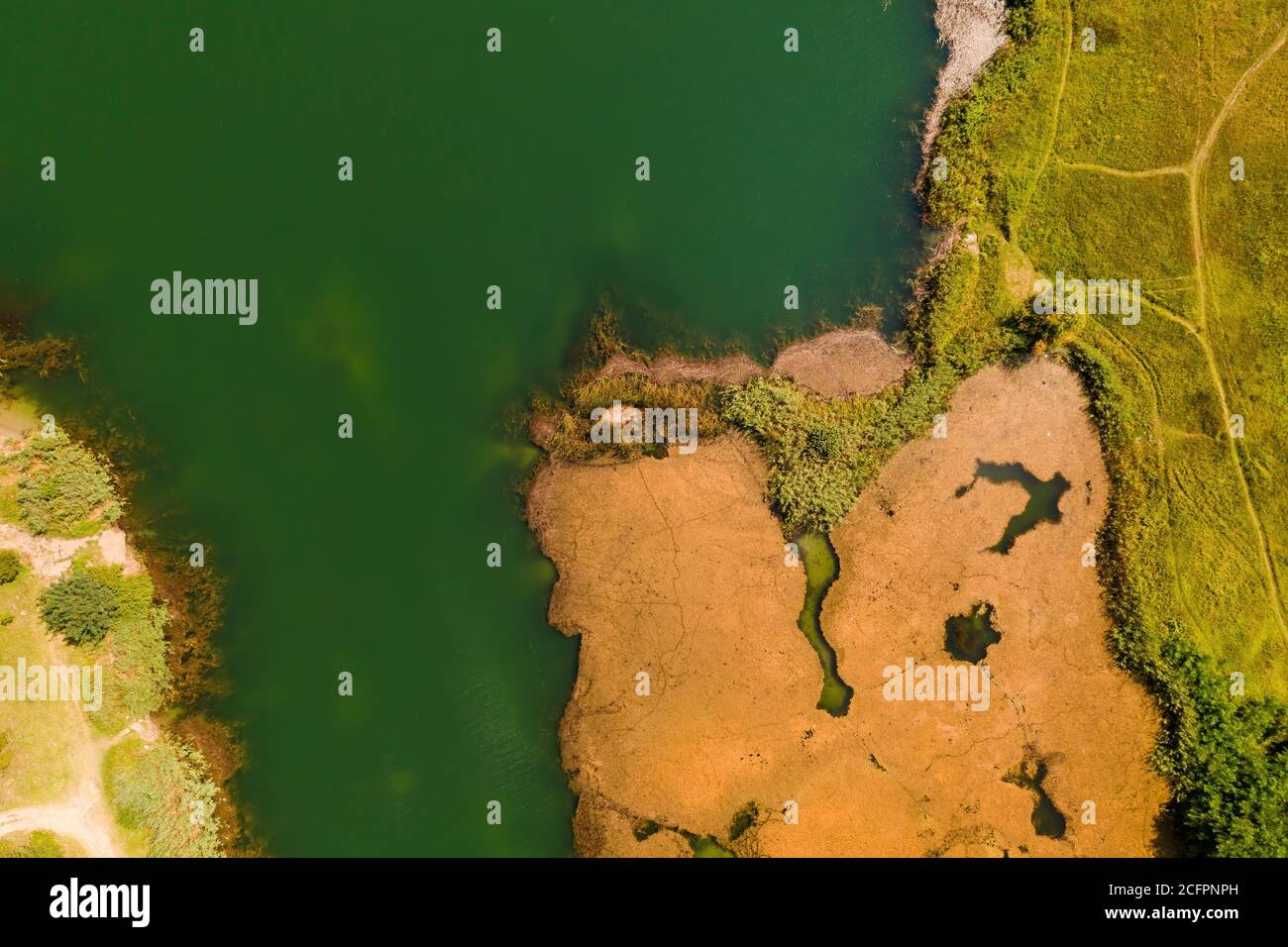 Luftaufnahme von Wassergras im See von Drohne pov Stockfoto