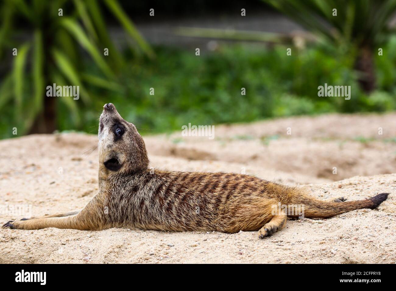 Ein Bild von einem Erdmännchen im Zoo-Park Dvůr Králové (Tschechische Republik) Auf dem Boden liegend und mit verschwommenem Grün aufblickend Hintergrund Stockfoto