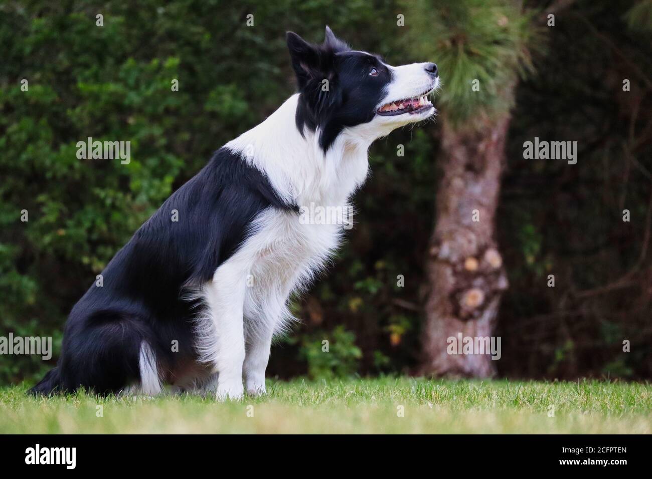 Border Collie sitzt im Garten und beobachtet ihren Mann. Schwarz-weißer Hund wartet auf ihre Befehle. Hundeausbildung Gehorsam im Park. Stockfoto