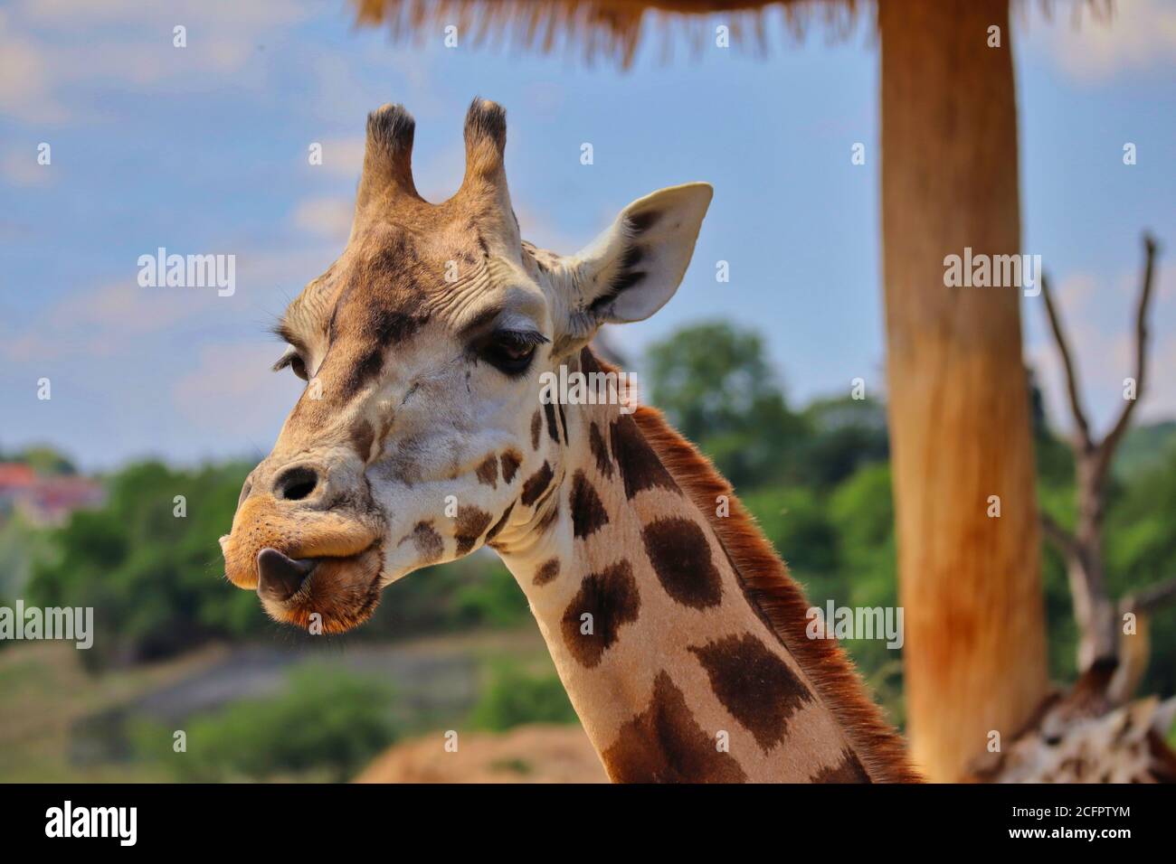 Rothschilds Giraffe leckt die Nase mit der Zunge in einem Zoo. Stockfoto