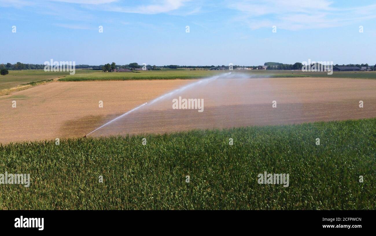 Ein Sprinkler bewässert Mais an einem heißen, trockenen Tag Im Sommer auf dem Land in den Niederlanden Stockfoto