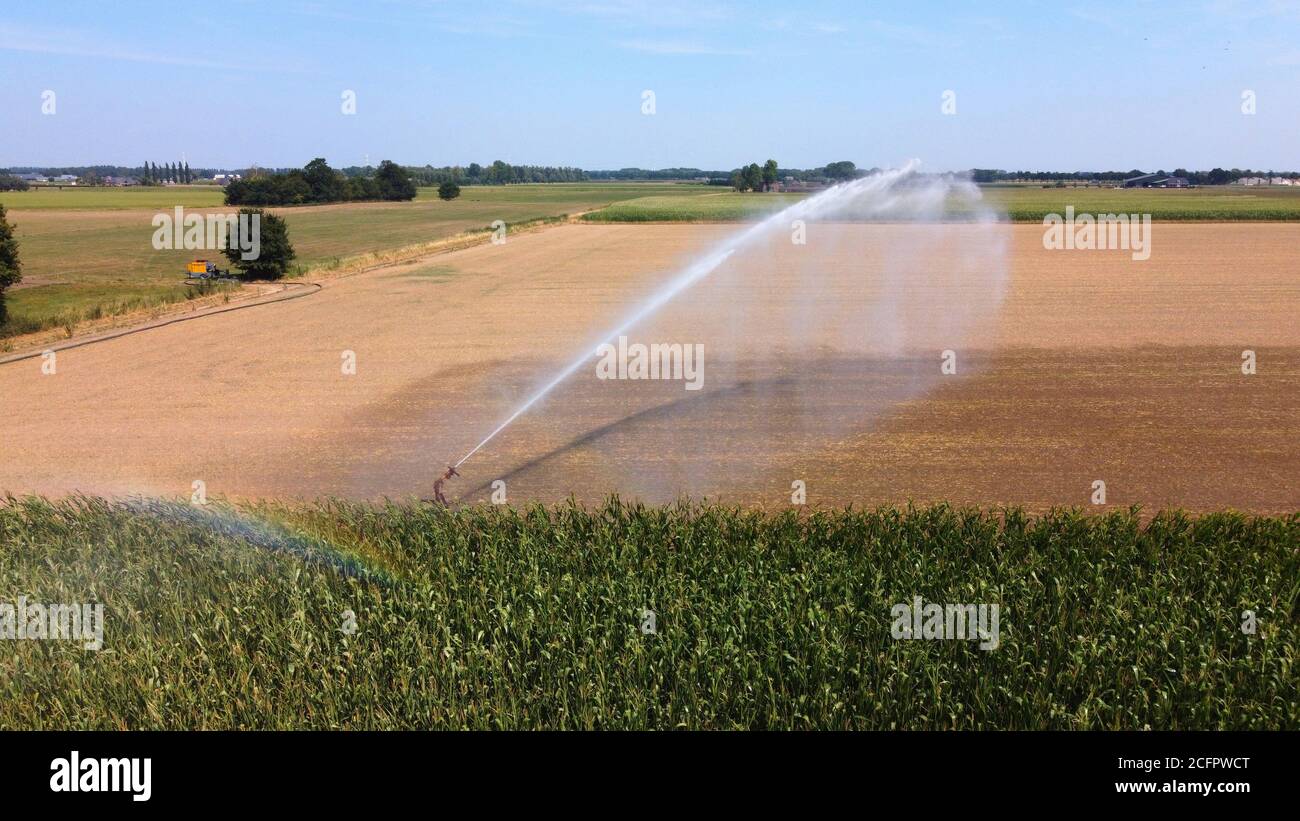 Ein Sprinkler bewässert Mais an einem heißen, trockenen Tag Im Sommer auf dem Land in den Niederlanden Stockfoto